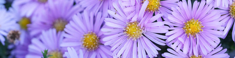 Aster, Fall Aster, New York Aster, New England Aster, Michaelmas Daisy